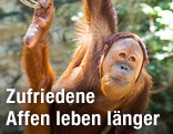 Orang Utan