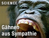 Affe g&auml;hnt