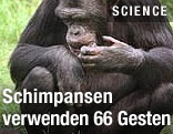 Schimpanse