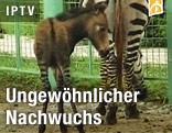 Zebresel mit Zebramutter