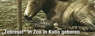 "Zebresel"-Fohlen von einem Esel und einem Zebra