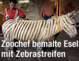 Zoochef bemalt Esel mit Zebrastreifen