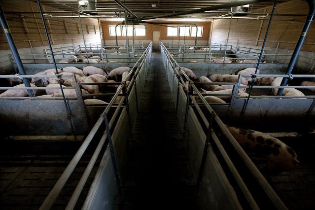 © ORF.at/Roland Winkler Eindrücke aus der Schweinemast