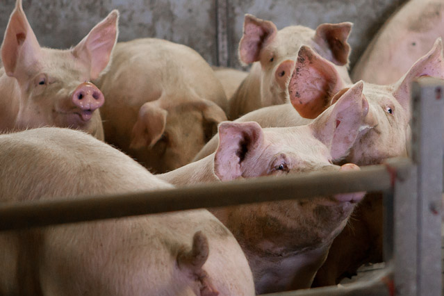 © ORF.at/Roland Winkler Eindrücke aus der Schweinemast