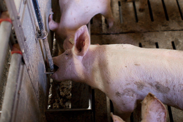 © ORF.at/Roland Winkler Eindrücke aus der Schweinemast