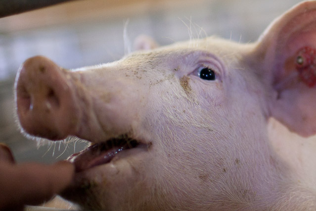 © ORF.at/Roland Winkler Eindrücke aus der Schweinemast