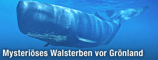 Schwimmender Pottwal