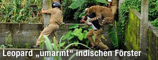 Ein Leopard springt einen Mann von hinten an.