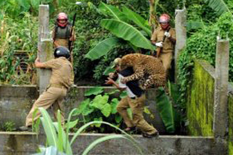 © AFP/Diptendu Dutta Ein Leopard springt einen Mann von hinten an.