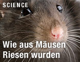Mausschnauze