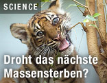 Jungtiger