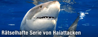 Großer Weißer Hai