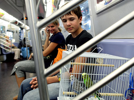 © AP/Craig Ruttle New Yorker mit Haustier in U-Bahn