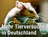 Labormaus