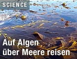 Algen im Meer