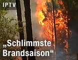 Brennende Bäume neben einer Straße