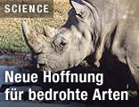N&ouml;rdliches Wei&szlig;es Nashorn