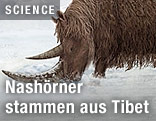 Wollnashorn