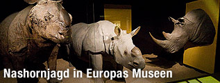 Nashorn
