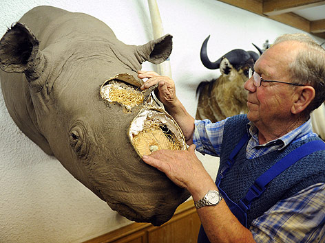 © APA/EPA/Carolina Seidel Restaurator betrachtet Schaden an einem Nashorn