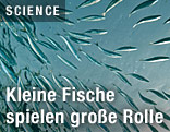 Fischschwarm