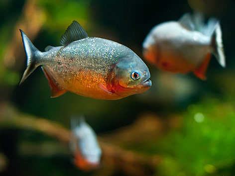 © Fotolia/Andreas Gradin Piranhas