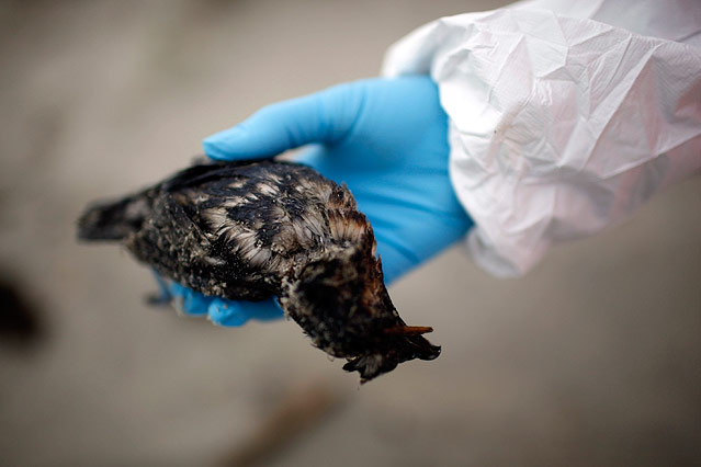 © AP/Mark Mitchell Ein mit Öl verklebter Vogel