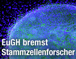 Embryonale Stammzellen