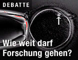 Zellen unter dem Mikroskop