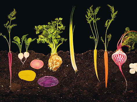 © 2011 Modernist Cuisine, LLC. Ein Querschnitt zeigt Gemüse in der Erde.