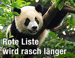 Pandabär