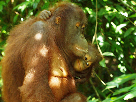 © ORF.at/Sophia Felbermair Zwei Orang Utans