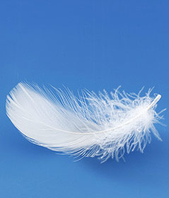 © Fotolia/0pidanus Daunenfeder