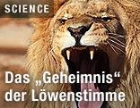 Brüllender Löwe