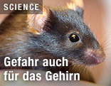 Labormaus