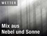 Bäume im Nebel