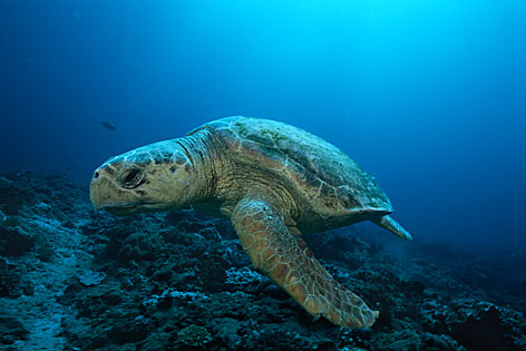 © Corbis/moodboard Wasserschildkröte