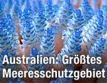 Korallen im Great Barrier Reef