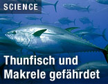 Thunfisch