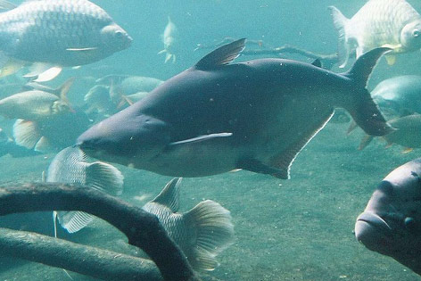 © Melanochromis unter cc by-sa Pangasius im Wasser