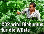 Ägyptischer Bauer auf einem Feld