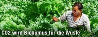 &Auml;gyptischer Bauer auf einem Feld