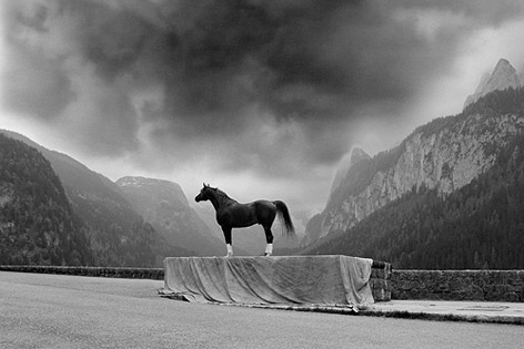 © Horst Stasny Foto "Anilin" zeigt ein Pferd das auf einem Sockel steht