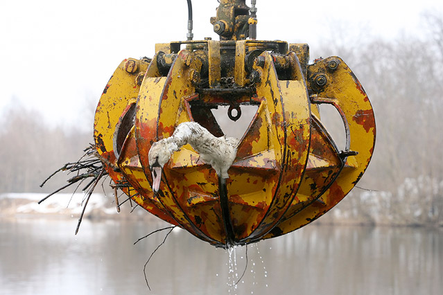 © Heinz-Peter Bader Schwan wird mit einer Baggerschaufel aus dem Wasser gehoben