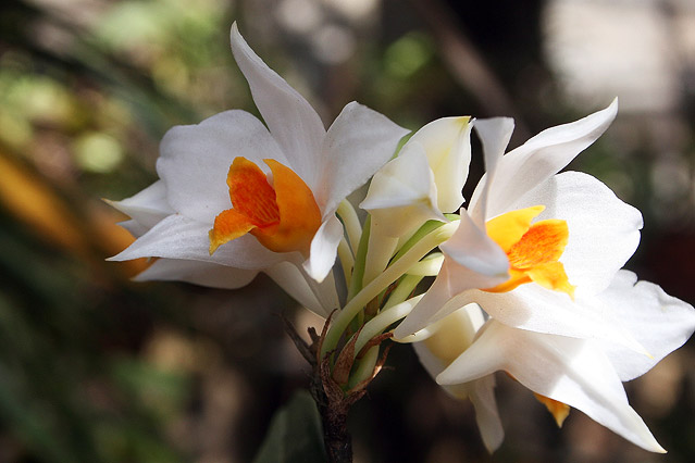 © APA/EPA/WWF Cambodia Weiß Blume mit oranger Blüte