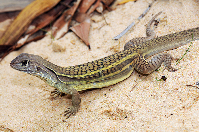 © APA/EPA/WWF/ L. Lee Grismer Gekko