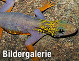 Gekko mit Psychedelischem Muster