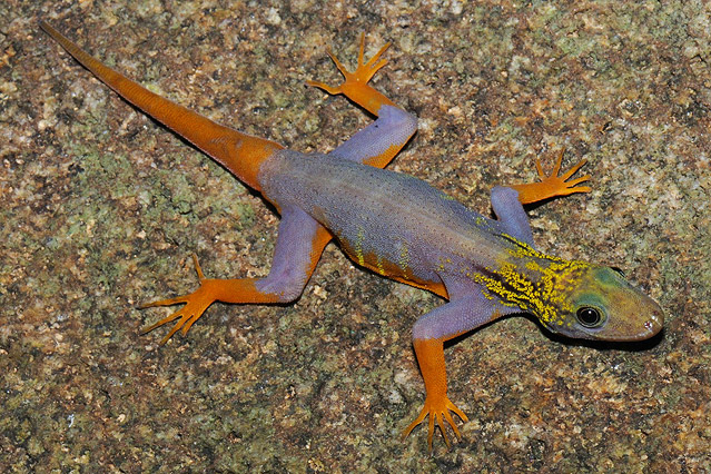 © APA/EPA/WWF/ L. Lee Grismer Gekko mit Psychedelischem Muster