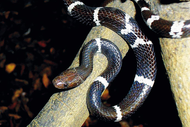 © APA/EPA/WWF Cambodia Schwarze Schlange mit weißen Flecken