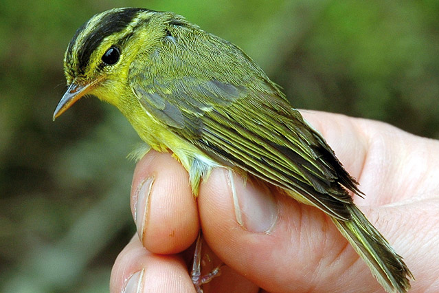 © APA/EPA/WWF Cambodia Kleiner Grüner Vogel
